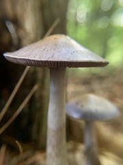 Cortinarius iodes
