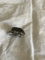 Euphoria sepulcralis