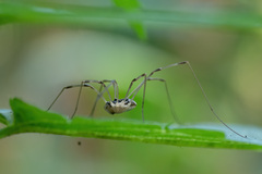 Mitopus morio