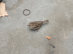 Passer domesticus domesticus