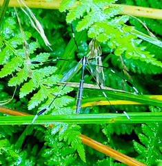 Bittacomorpha clavipes