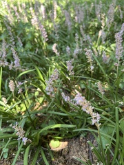 Liriope