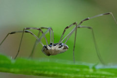 Mitopus morio