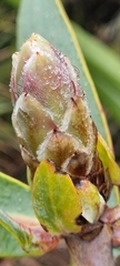 Protea nitida