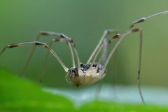 Mitopus morio