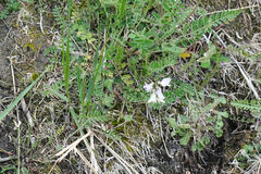 Astragalus alpinus