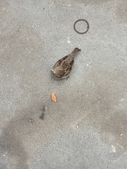 Passer domesticus domesticus