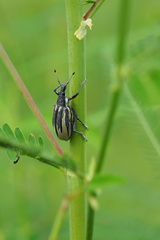 Diaprepes abbreviatus