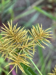 Cyperus strigosus