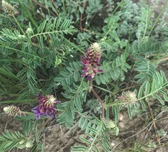 Astragalus bisulcatus