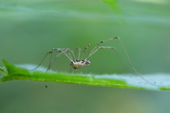 Mitopus morio