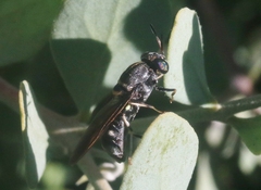 Hermetia ryckmani