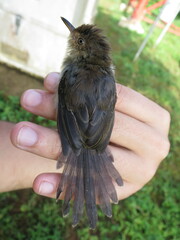 Prinia molleri