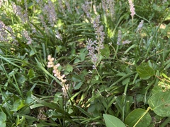 Liriope