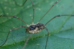 Mitopus morio