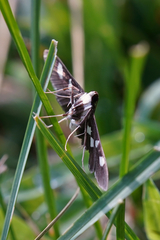 Desmia funeralis