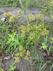 Cyperus strigosus