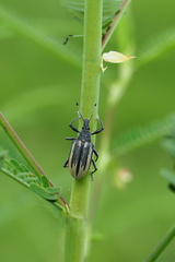 Diaprepes abbreviatus