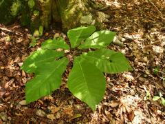 Magnolia macrophylla