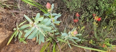 Protea nitida