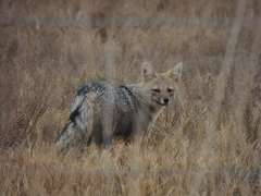 Lycalopex gymnocercus