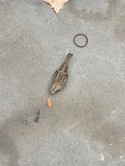 Passer domesticus domesticus