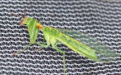 Zeugomantispa minuta