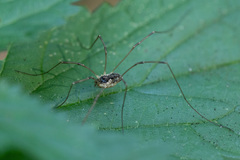 Mitopus morio