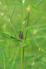 Diaprepes abbreviatus