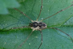 Mitopus morio