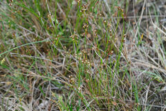 Juncus alpinoarticulatus