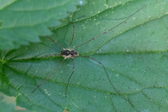 Mitopus morio