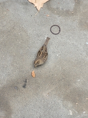 Passer domesticus domesticus