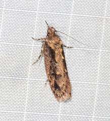 Erythrobapta haemalea