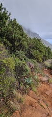 Protea nitida