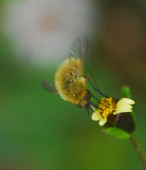 Bombyliinae