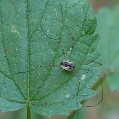 Mitopus morio
