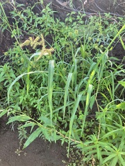 Echinochloa muricata