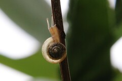 Discus rotundatus