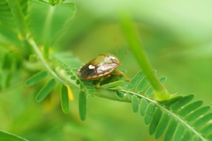 Ascra bifida