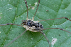 Mitopus morio