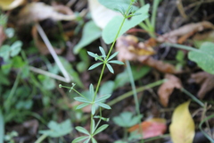 Galium aparine