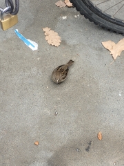 Passer domesticus domesticus