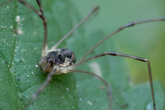 Mitopus morio