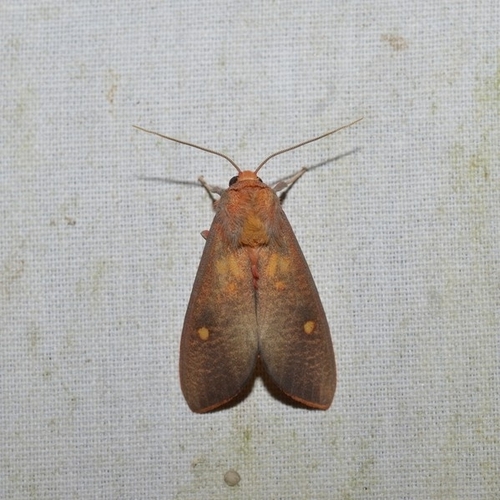 Melese paranensis