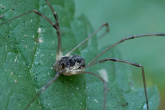 Mitopus morio