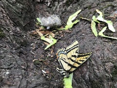 Papilio multicaudata