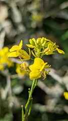 Rhamphospermum nigrum