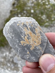 Teloschistaceae