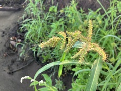 Echinochloa muricata